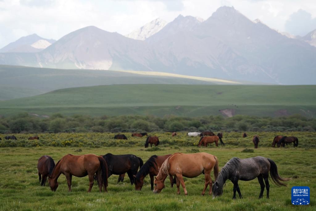 牧马祁连 延绵千年
