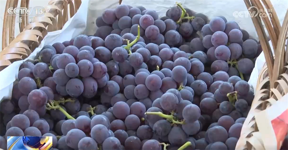 立秋时节农作物生长旺盛 全国从南到北将绘就田野好“丰”景 立秋时节农作物生长旺盛 全国从南到北将绘就田野好“丰”景