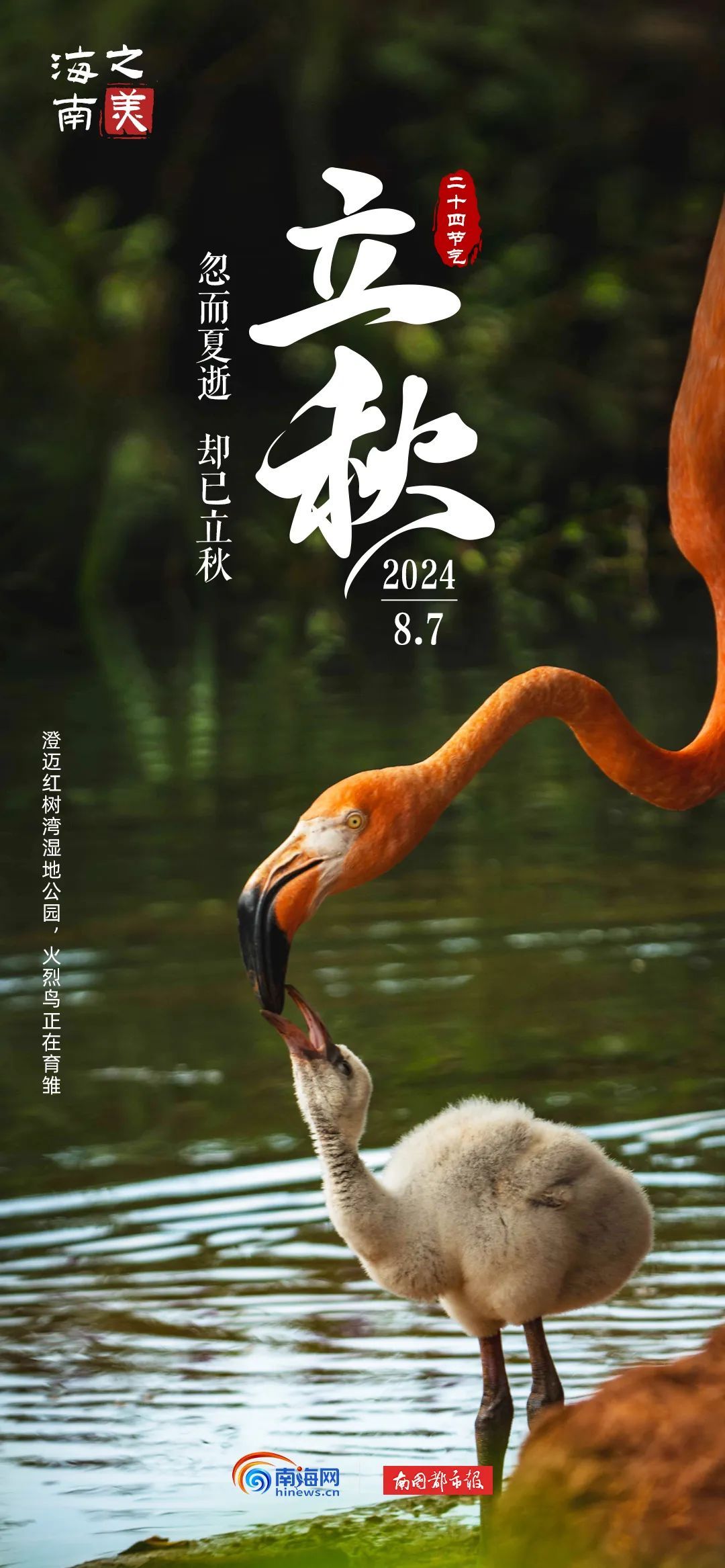 今日立秋 | “秋老虎”上线，海南这群“朋友”是懂避暑的