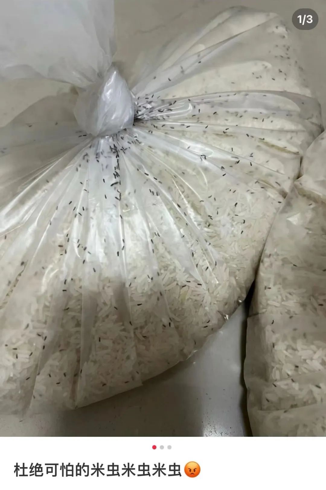 头皮发麻！米袋爬满这种生物还能吃吗？专家：出现这种情况必须扔