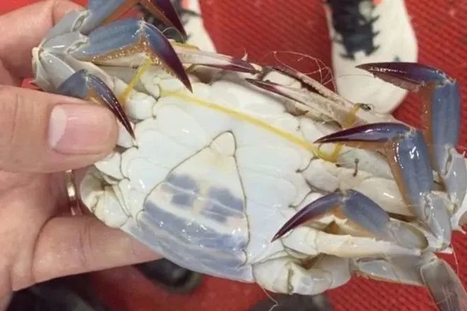 近百元一斤？快速下跌！浙江有市场一天卖出15万斤，台州的情况是...