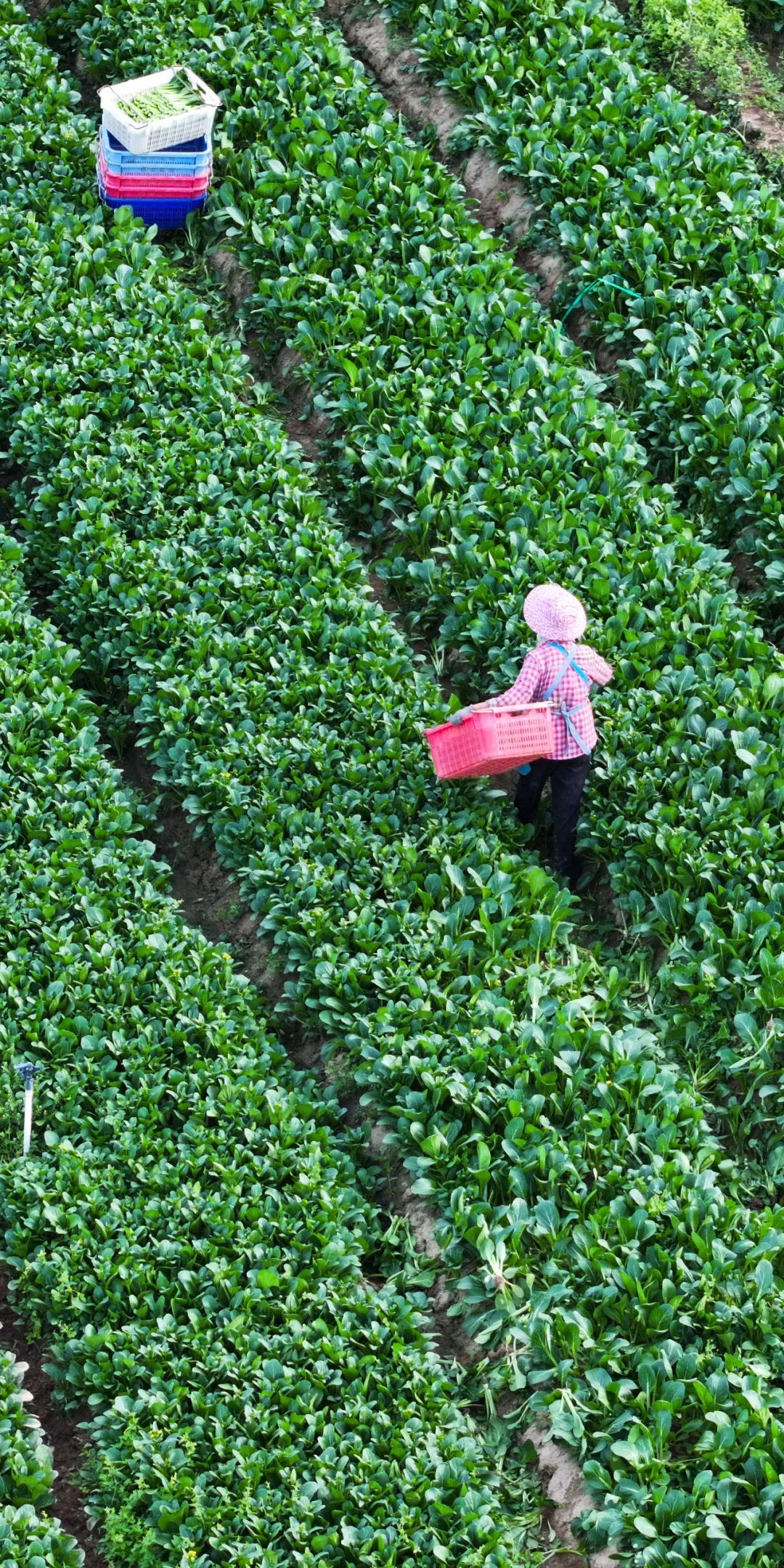 立秋也分“早”“晚”?