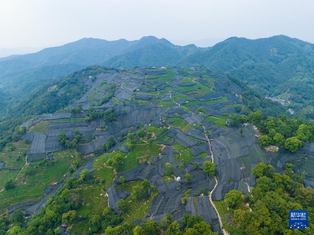 浙江杭州:西湖龙井茶园防暑抗旱应对高温 浙江杭州:西湖龙井茶园防暑抗旱应对高温