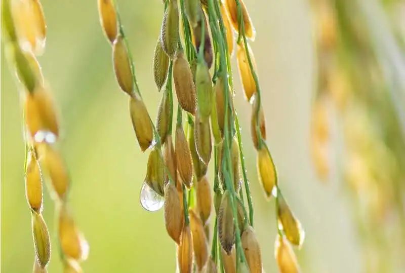 今日立秋 | 夏日浮躁终将云淡风轻,你看,不知不觉间,秋来了 今日立秋 | 夏日浮躁终将云淡风轻,你看,不知不觉间,秋来了