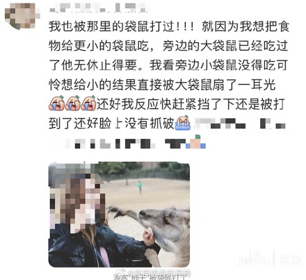 上海野生动物园袋鼠扇游客耳光？园方最新回应