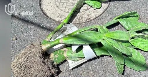 飞来横祸！新车竟被砸成这样，女子急煞：谁来买单？