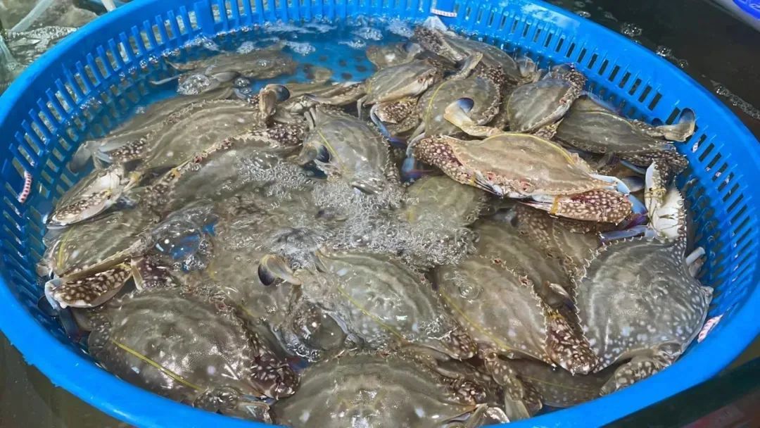近百元一斤？快速下跌！浙江有市场一天卖出15万斤，台州的情况是...