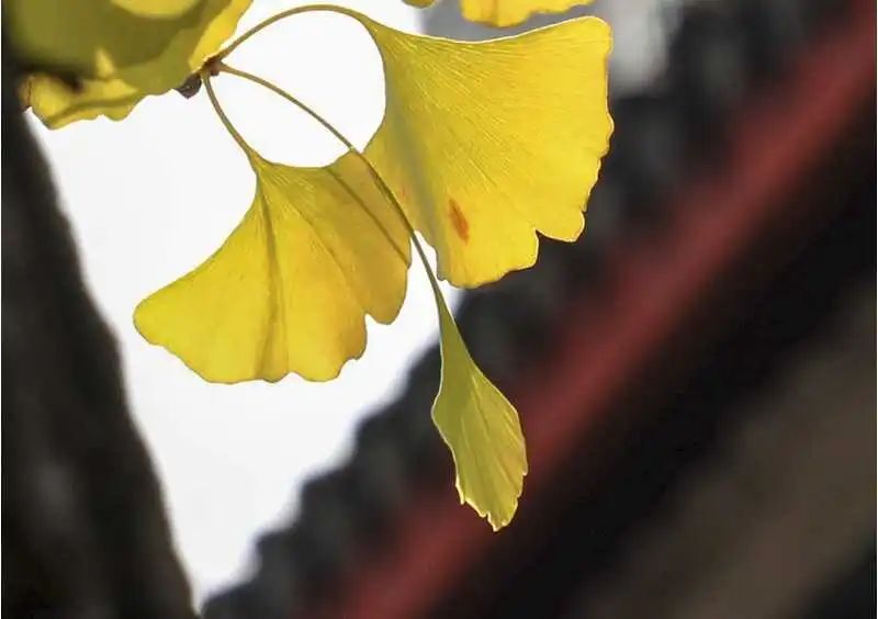 今日立秋 | 夏日浮躁终将云淡风轻,你看,不知不觉间,秋来了 今日立秋 | 夏日浮躁终将云淡风轻,你看,不知不觉间,秋来了