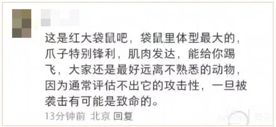 游客在上海野生动物园被袋鼠打伤! 网友: 我也被揍过……