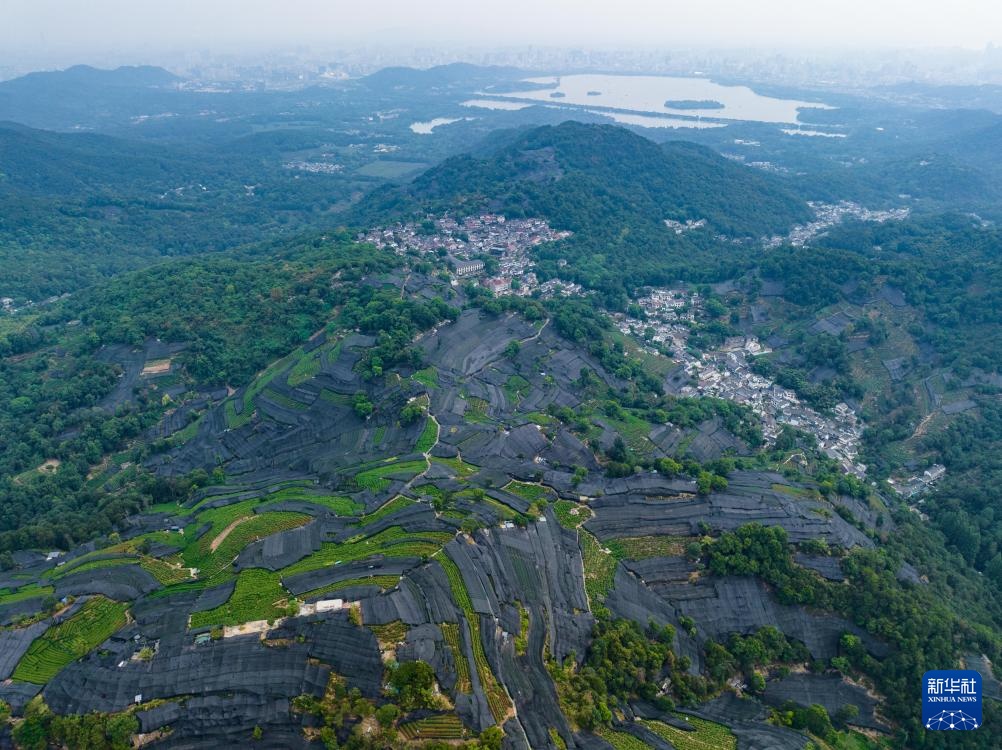 浙江杭州:西湖龙井茶园防暑抗旱应对高温 浙江杭州:西湖龙井茶园防暑抗旱应对高温