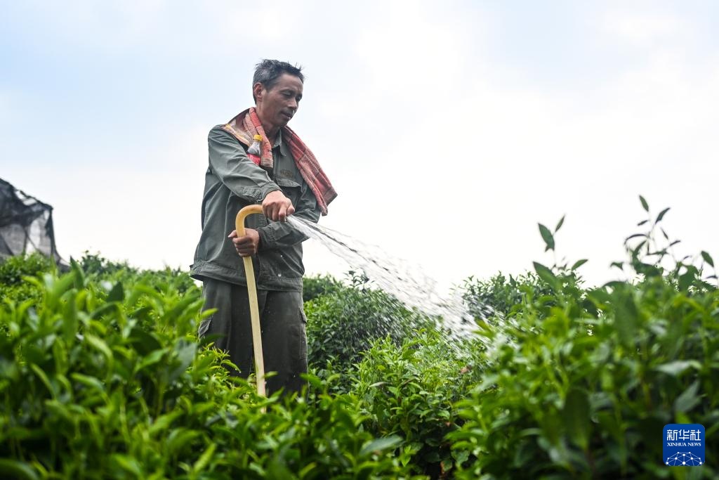 浙江杭州:西湖龙井茶园防暑抗旱应对高温 浙江杭州:西湖龙井茶园防暑抗旱应对高温