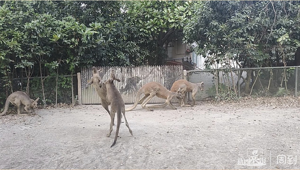 游客在野生动物园被袋鼠揍了？园方：确有发生