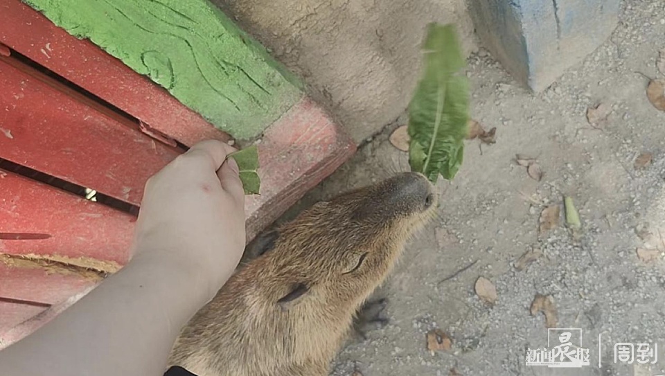 游客在野生动物园被袋鼠揍了？园方：确有发生