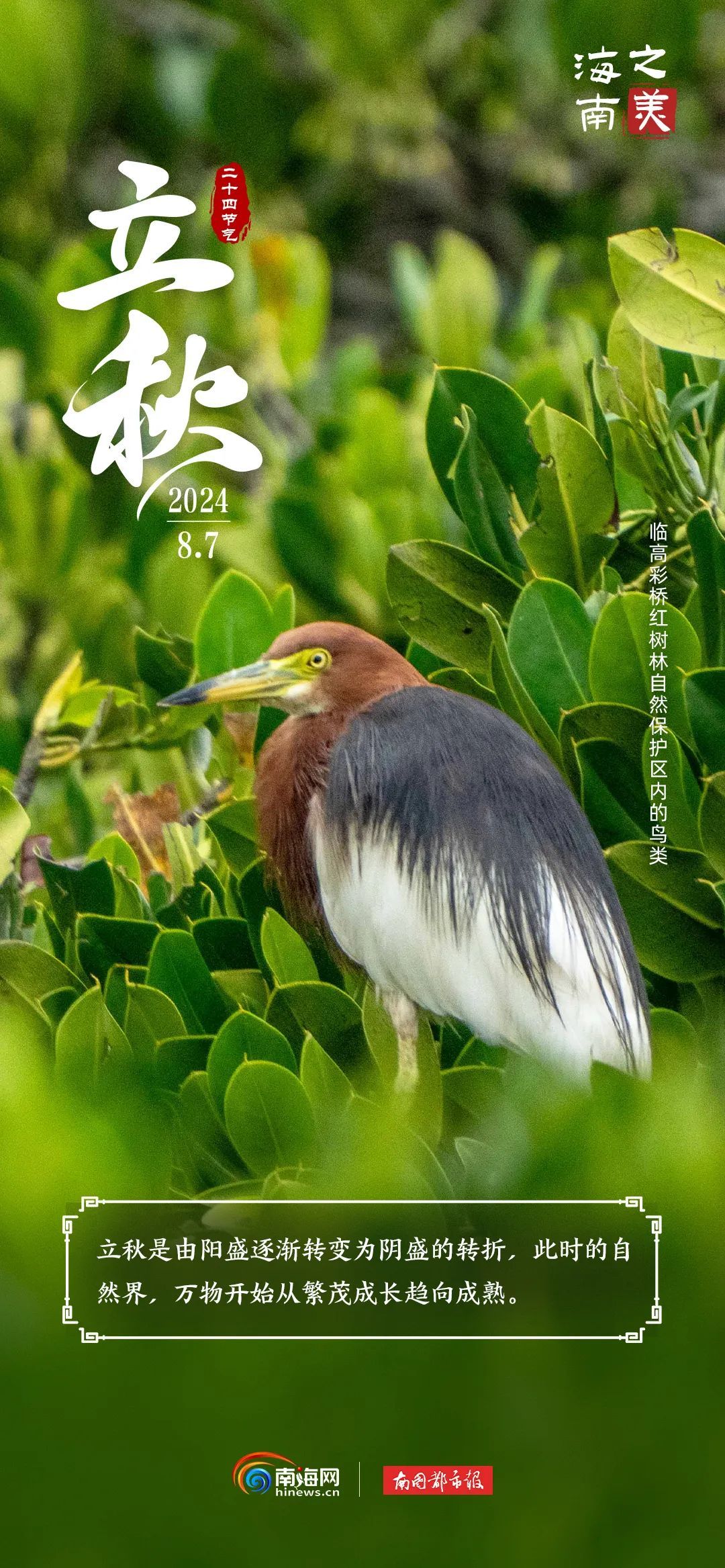 今日立秋 | “秋老虎”上线，海南这群“朋友”是懂避暑的