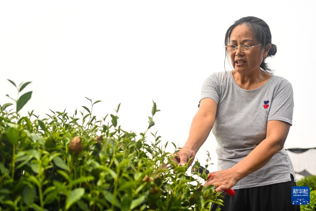 浙江杭州:西湖龙井茶园防暑抗旱应对高温 浙江杭州:西湖龙井茶园防暑抗旱应对高温