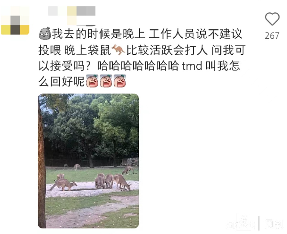 游客在上海野生动物园被袋鼠打伤! 网友: 我也被揍过……