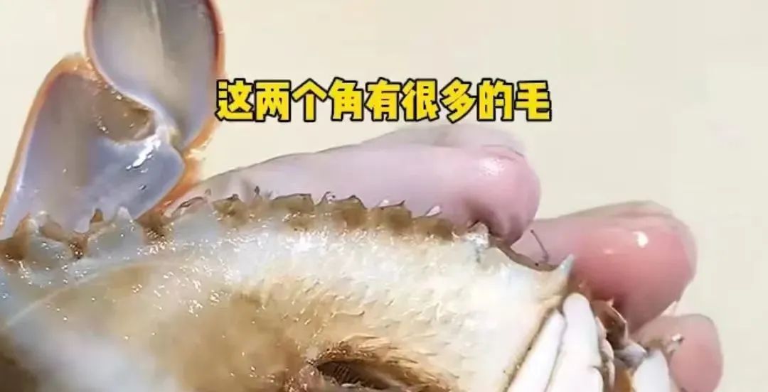 近百元一斤？快速下跌！浙江有市场一天卖出15万斤，台州的情况是...