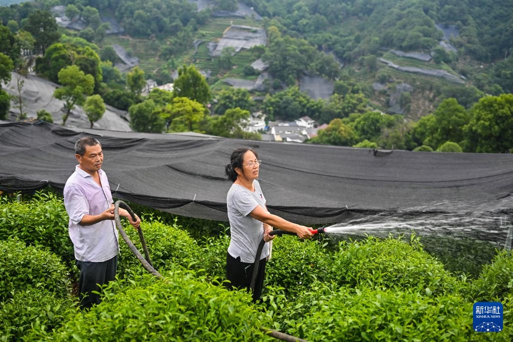 浙江杭州:西湖龙井茶园防暑抗旱应对高温 浙江杭州:西湖龙井茶园防暑抗旱应对高温