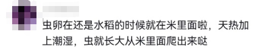 头皮发麻！米袋爬满这种生物还能吃吗？专家：出现这种情况必须扔