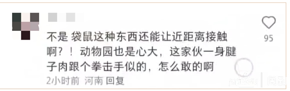 游客在上海野生动物园被袋鼠打伤! 网友: 我也被揍过……
