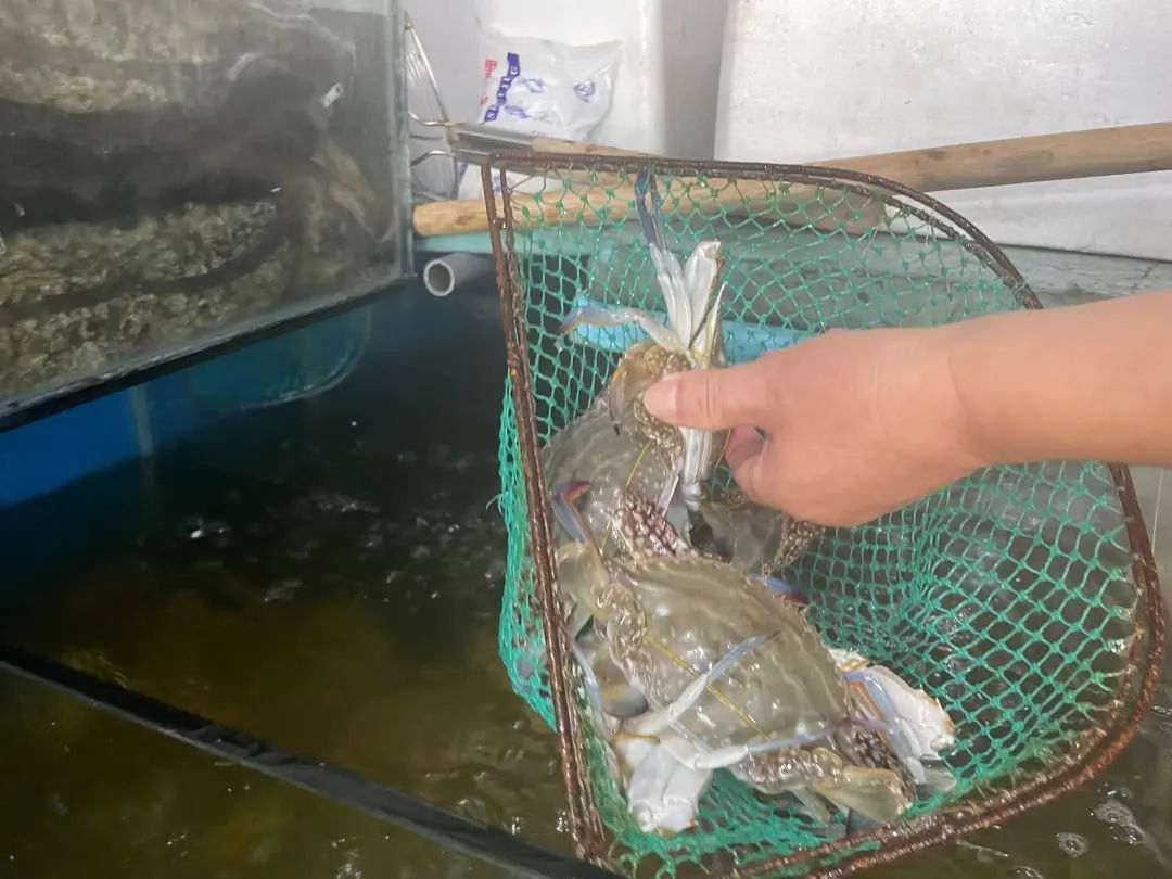 近百元一斤？快速下跌！浙江有市场一天卖出15万斤，台州的情况是...