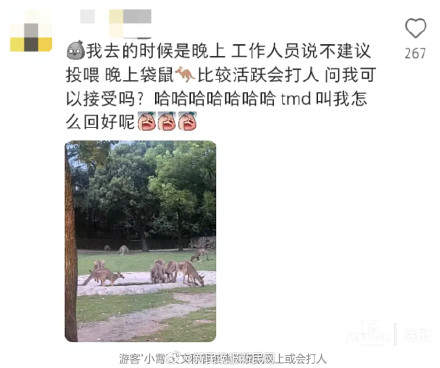上海野生动物园袋鼠扇游客耳光？园方最新回应