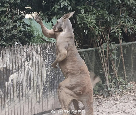 上海野生动物园袋鼠扇游客耳光？园方最新回应