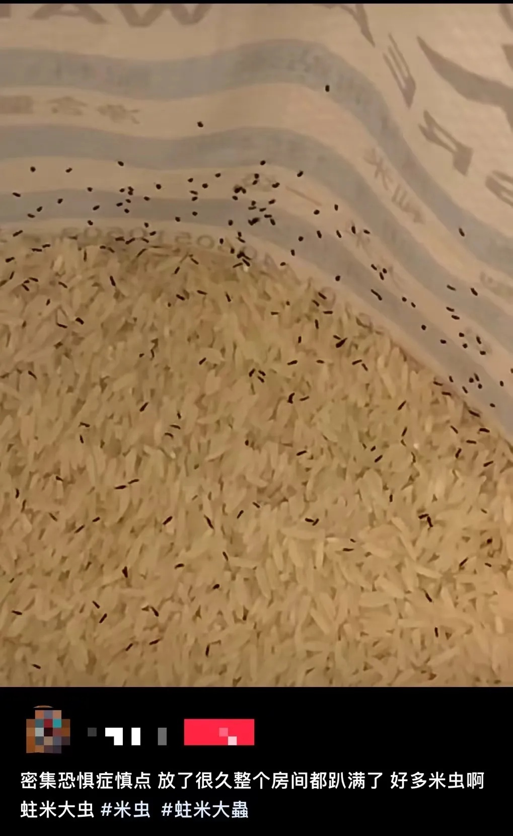 密密麻麻!大量黑虫冒出,原来是…… 密密麻麻!大量黑虫冒出,原来是……