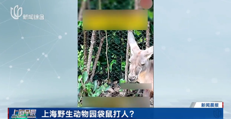 游客在上海野生动物园被袋鼠打伤! 网友: 我也被揍过……