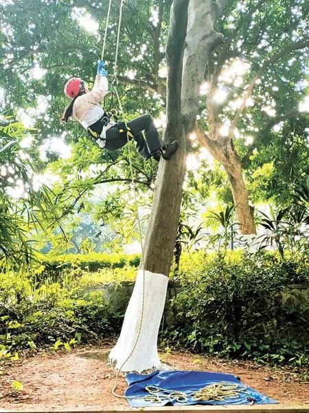 学校里的树应该怎么爬？！网友：“看完觉得我也行了……”