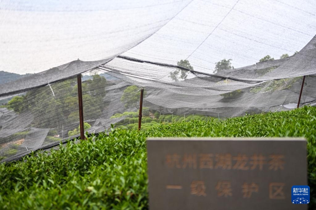 浙江杭州:西湖龙井茶园防暑抗旱应对高温 浙江杭州:西湖龙井茶园防暑抗旱应对高温