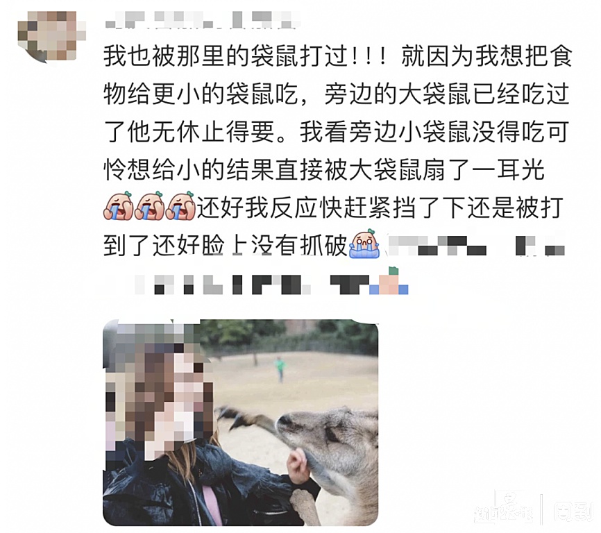 游客在上海野生动物园被袋鼠打伤! 网友: 我也被揍过……