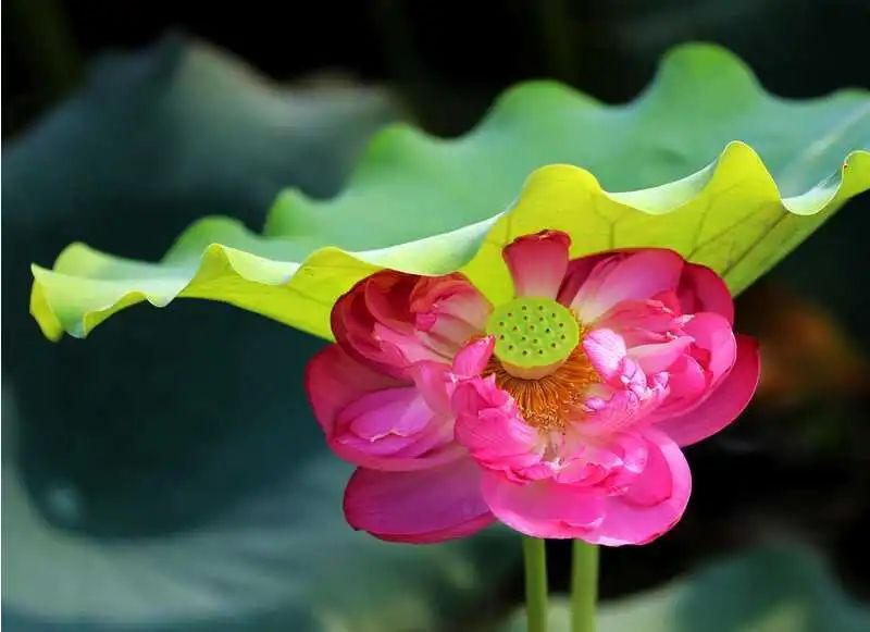 今日立秋 | 夏日浮躁终将云淡风轻,你看,不知不觉间,秋来了 今日立秋 | 夏日浮躁终将云淡风轻,你看,不知不觉间,秋来了