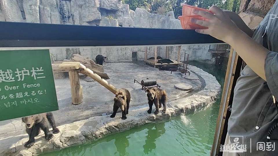 游客在野生动物园被袋鼠揍了？园方：确有发生