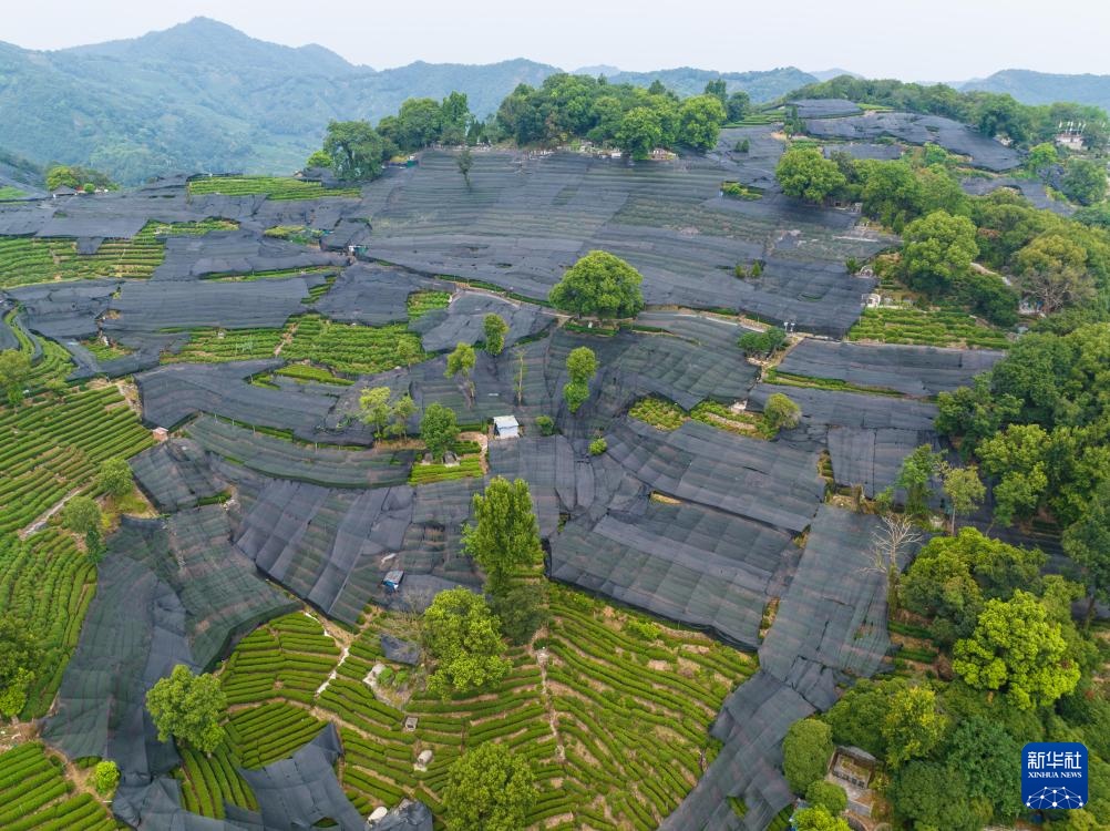 浙江杭州:西湖龙井茶园防暑抗旱应对高温 浙江杭州:西湖龙井茶园防暑抗旱应对高温