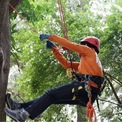 学校里的树应该怎么爬？！网友：“看完觉得我也行了……”