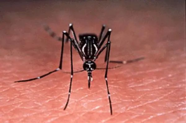 已报告多例确诊病例,无疫苗无特效药!疾控部门紧急提醒 已报告多例确诊病例,无疫苗无特效药!疾控部门紧急提醒