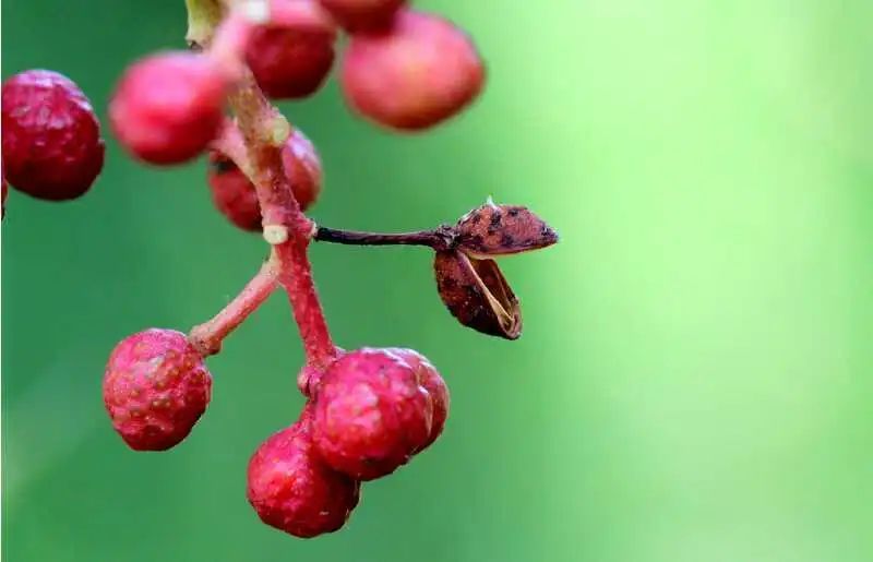 今日立秋 | 夏日浮躁终将云淡风轻,你看,不知不觉间,秋来了 今日立秋 | 夏日浮躁终将云淡风轻,你看,不知不觉间,秋来了