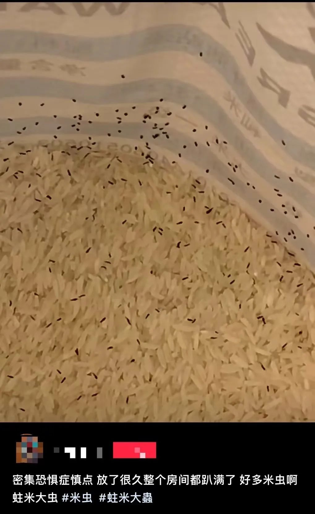 头皮发麻！米袋爬满这种生物还能吃吗？专家：出现这种情况必须扔