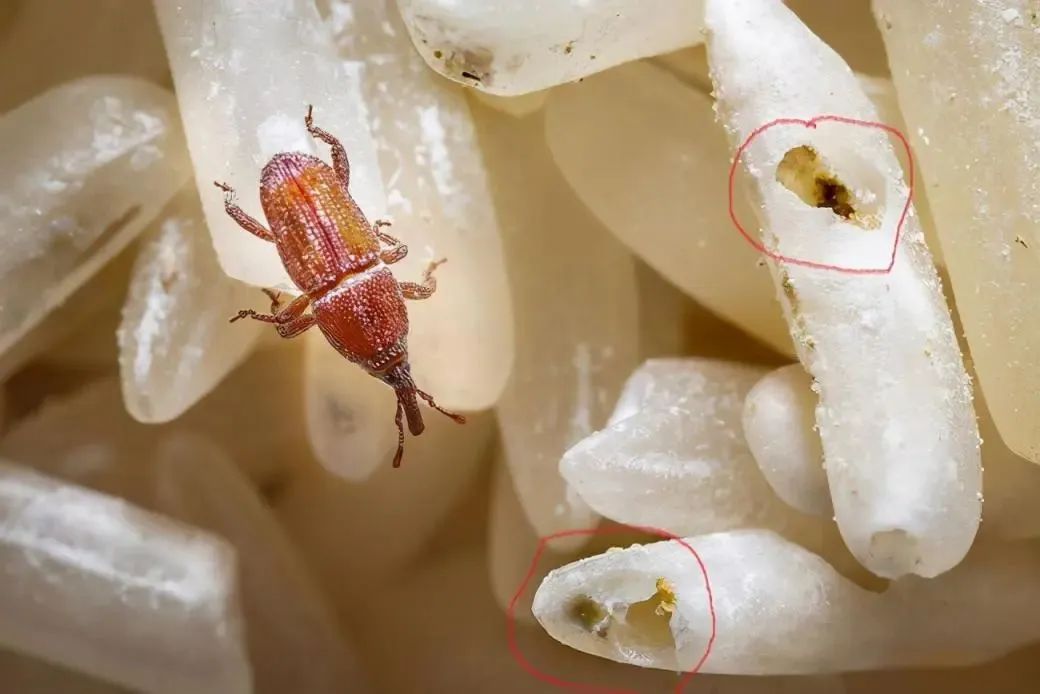 头皮发麻！米袋爬满这种生物还能吃吗？专家：出现这种情况必须扔