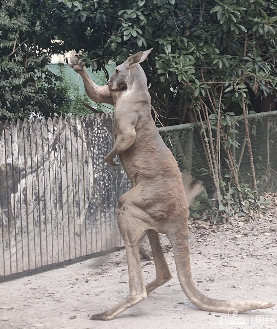 游客在野生动物园被袋鼠揍了？园方：确有发生