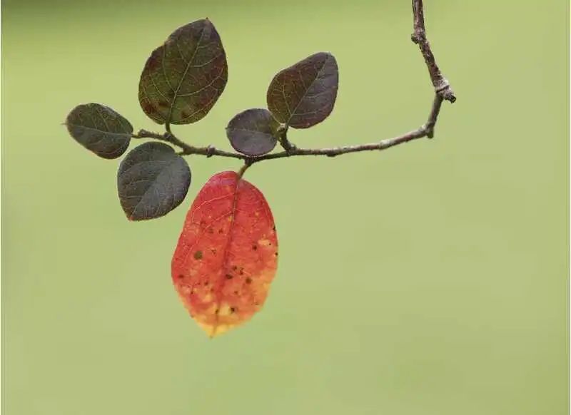 今日立秋 | 夏日浮躁终将云淡风轻,你看,不知不觉间,秋来了 今日立秋 | 夏日浮躁终将云淡风轻,你看,不知不觉间,秋来了