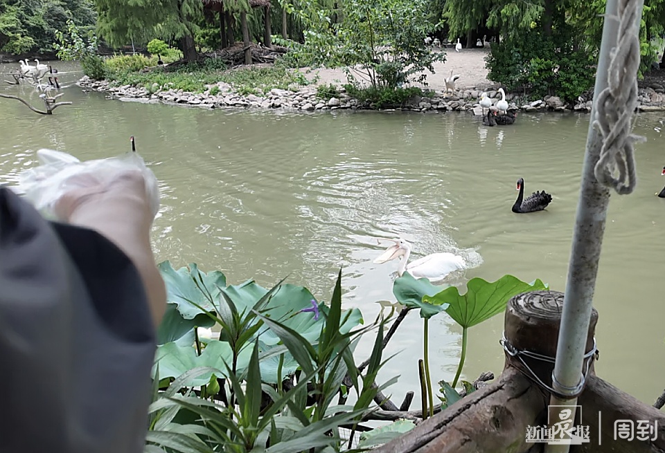 游客在野生动物园被袋鼠揍了？园方：确有发生