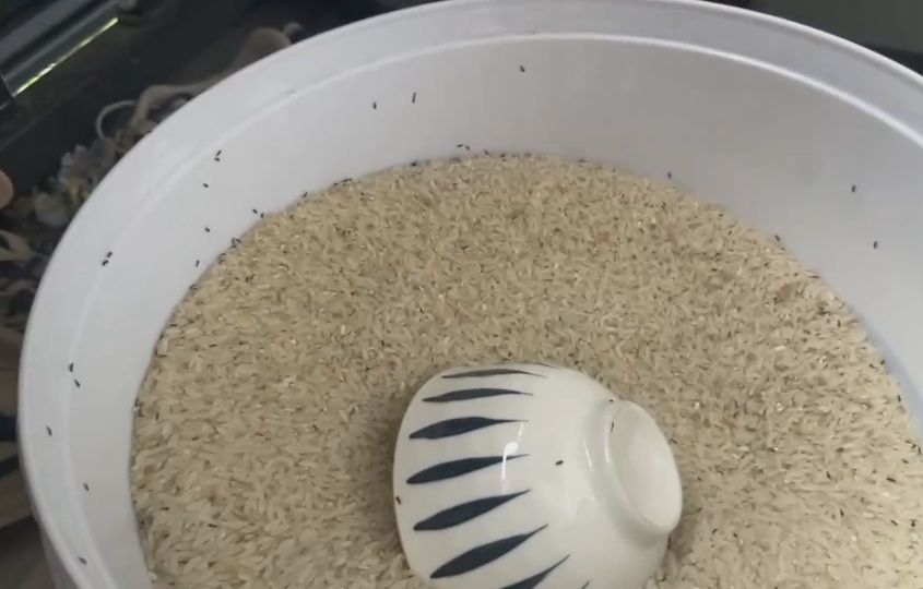 头皮发麻！米袋爬满这种生物还能吃吗？专家：出现这种情况必须扔