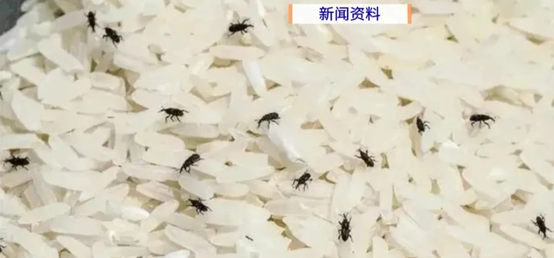 密密麻麻!大量黑虫冒出,原来是…… 密密麻麻!大量黑虫冒出,原来是……