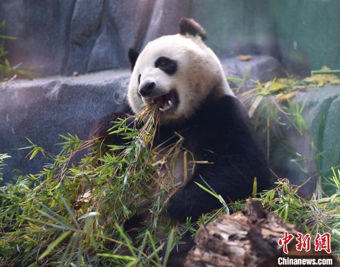 美国加州州长纽森宣布2024年8月8日为加州熊猫日 美国加州州长纽森宣布2024年8月8日为加州熊猫日