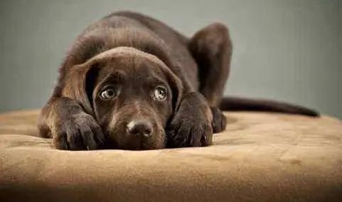 受宠物惊吓摔伤后，责任如何承担？