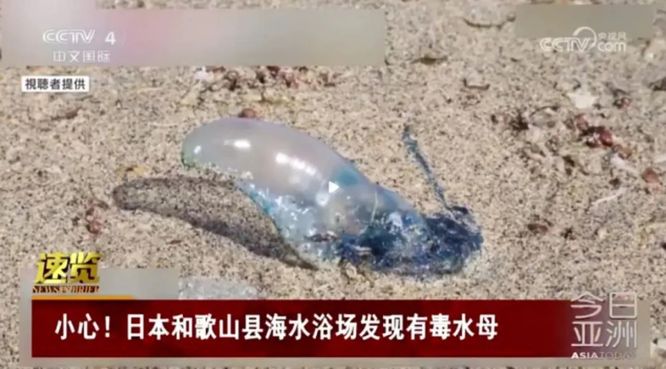 上百人被蜇伤！海边不起眼的“小透明”，杀伤力竟然这么大！紧急提醒