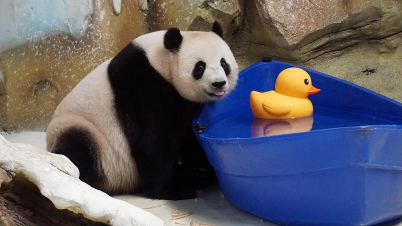 七只大熊猫热闹庆生 南京紫清湖野生动物世界举办熊猫集体生日会