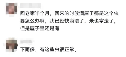 头皮发麻！生了虫的米还能吃吗？专家这样说